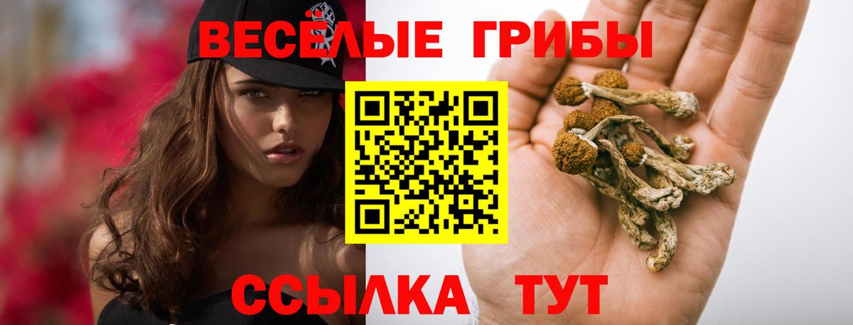 Псилоцибиновые грибы Psilocybine cubensis Саянск